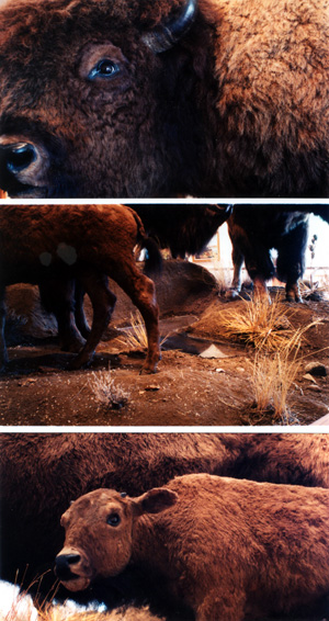 Fragments of the Buffalo Group, Hanna Shell (2003).