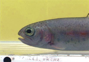 Image from 'Locomotion in Water.'