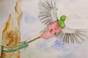 Watercolor of a male quetzal by Jackie.